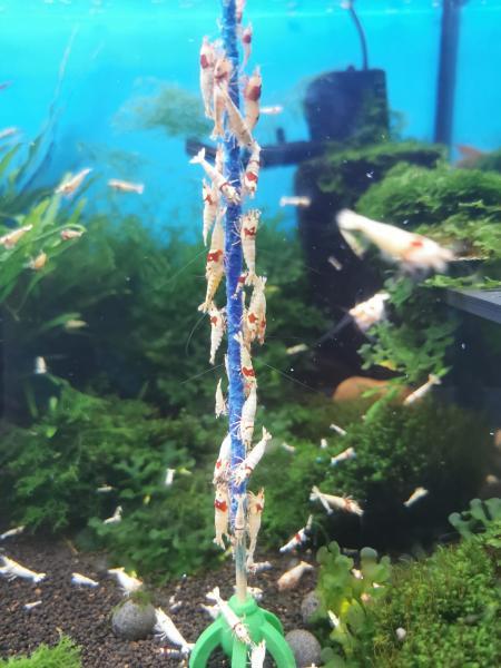 Shrimp-Lollies Mega-Mix